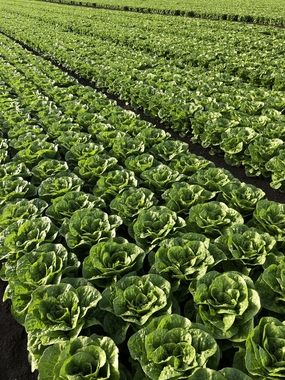 绿色蔬菜基地摄影图片